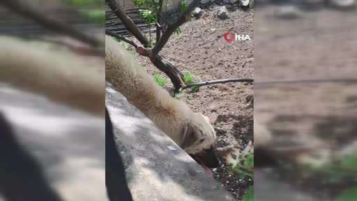 Demir korkuluklara sıkışan köpek kurtarıldı