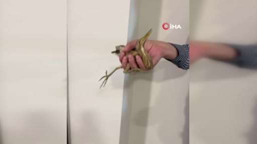 Kayseri’de nesli tükenmekte olan balaban kuşu görüldü