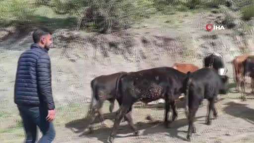 Sosyal medyada linç edilmişti, o köpeğin sahibi konuştu