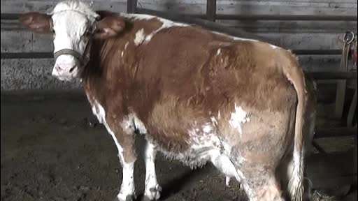 Kırşehir Kasaplar Odası Başkanı Ünlü’den Kurban Bayramı öncesi denetim çağrısı