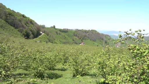 TZOB Genel Başkanı Bayraktar, Ordu, Giresun ve Trabzon’da zirai dondan etkilenen fındık bahçelerini inceledi
