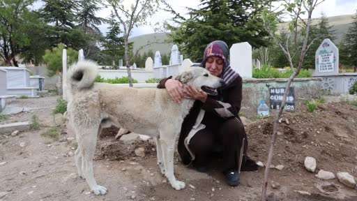 ’Garip’in vefası: Ölen sahibinin mezarından ayrılmıyor
