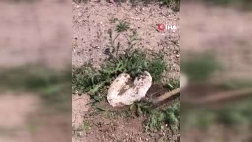 Ankara’da 1 kiloluk mantar görenleri hayrete düşürdü