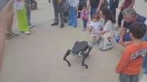 Yerli savunma sanayi firmasından robotik köpek atılımı: "AyBARS"