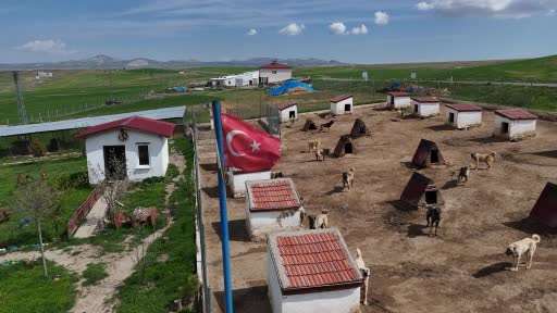 Dünyada eşi benzeri bulunmayan Kangallara Ortadoğu ülkeleri talip oldu