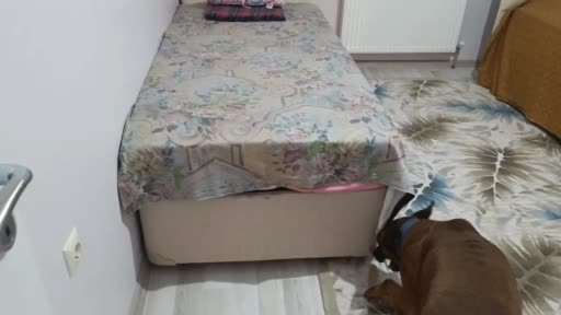Önce kokladı, sonra patisiyle uyuşturucuyu işaret etti