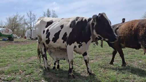 Yavrusu ölen inek, annesiz kalan kuzuyu sahiplendi