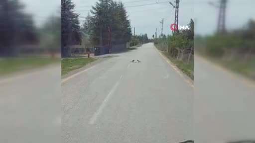 Saksağanların yılanla mücadelesi kameraya yansıdı