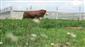 1 ton 250 kilogramlık Tosun, fiyatıyla dudak uçuklatıyor