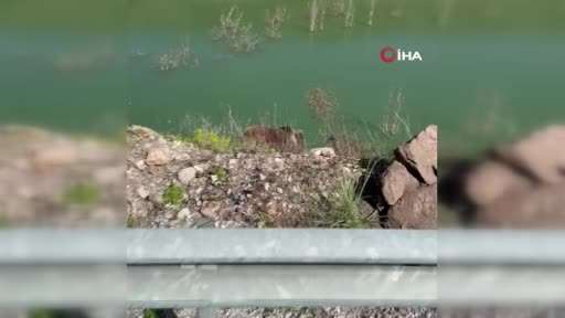 Ayıyı görüntülemek istedi, az kalsın canından oluyordu