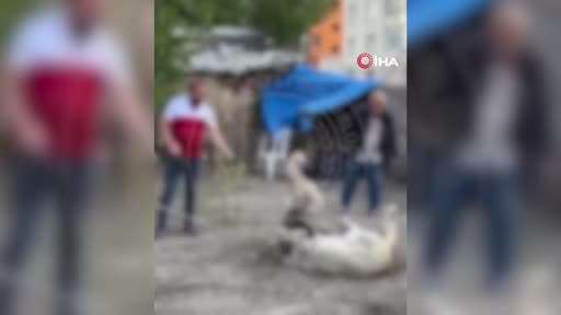 Köpek dövüştürenler yakalandı