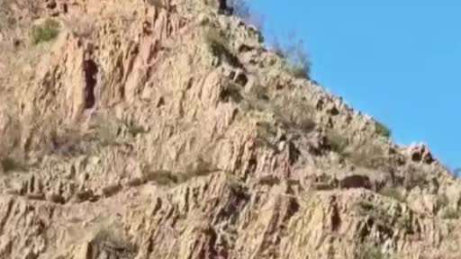 Koyunlarını otlatırken domuz sürüsüyle karşılaştı