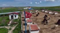 Kurt popülasyonundaki artış Kangal köpeğine talebi arttırdı