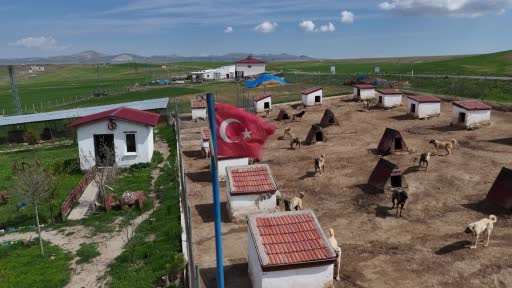 Kurt popülasyonundaki artış Kangal köpeğine talebi arttırdı