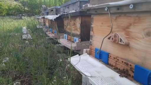 Dünya Arı Günü’nde öğrencilere arılar anlatıldı, bal dağıtıldı