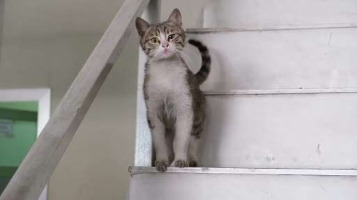 İş yerinde doğum yapan anne kedi ve yavrularına gözü gibi bakıyor
