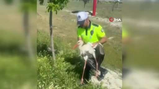 Yaralı leyleğe polisten şefkat eli