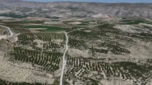Don sonrası 15 bin ağaç tek bir kayısı vermedi