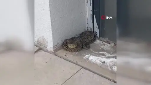 Okulda paniğe neden olan yılan, öğretmen tarafından yakalandı