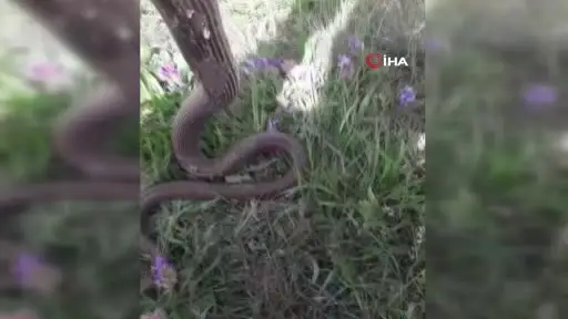 Eliyle tuttuğu yılanla sohbet etti, su içirdi