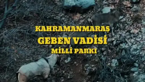 Bakan Yumaklı: "Kahramanmaraş Geben Vadisi, milli park statüsüne kavuştu"