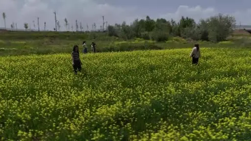 Çiçek tarlaları bozkırı sarıya boyadı