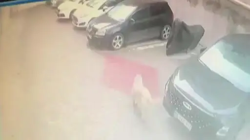 Sahipsiz köpek sürüsü park halindeki araca saldırarak zarar verdi