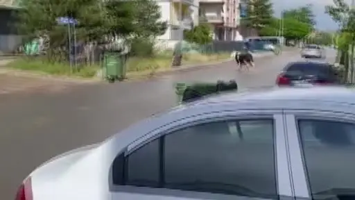 Ankara’da kaçan dana yaşlı kadını yaraladı