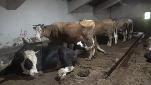 Başkentliler kurbanlık alımında fiyatların daha düşük olduğu Çankırı’yı tercih ediyor