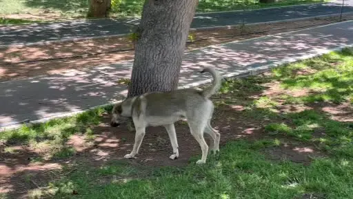 Yaklaşık 4 milyon sahipsiz köpek var, alacak barınak yok