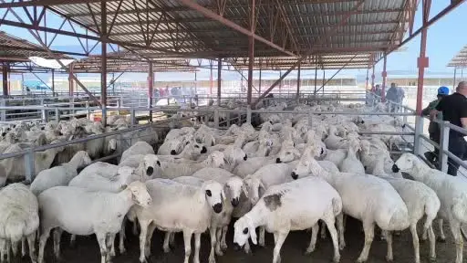 Kırşehir hayvan pazarında 1 tonluk inek 240 bin TL’ye satıldı