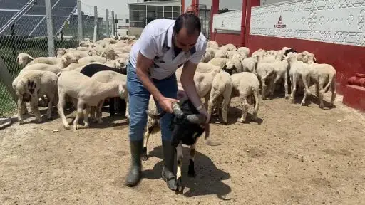 Cumhurbaşkanı Erdoğan’ın TDV’ye vekalet verdiği kurban Konya’da kesildi