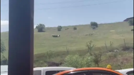 Ankara’da kurbanlıklar firar etti, vatandaşlar kovaladı