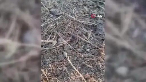 1 kişinin hayatını kaybettiği Tomarza’da kene görüntülendi