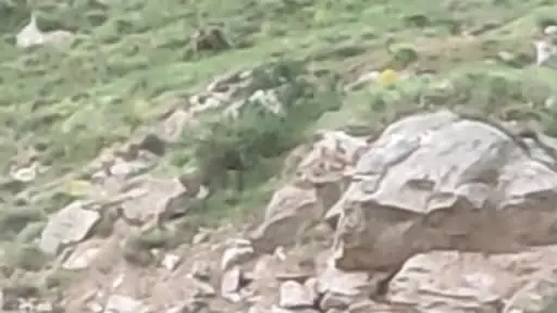 ’Canım’ diye seslendiği ayıyı kayıt altına aldı, o anlar tebessüm ettirdi