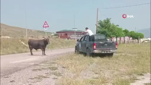 Kesimden kaçan tosun, uyuşturucu iğneyle sakinleştirildi