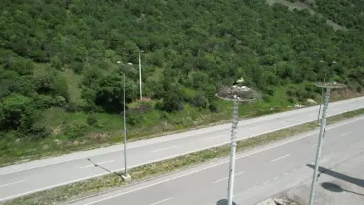 Leylek otelin yavruları dünyaya geldi