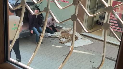 Hasta buzağısına bebek gibi sarıldı, başucunda gözyaşı dökerek bekledi