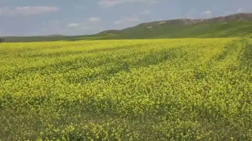 Çiftçiler, zararlı bitkiye karşı önlem almaya başladı