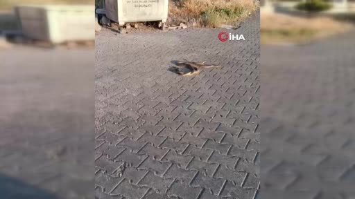 Karşıyaka Mezarlığı’nda  yılanlar gezerken görüntülendi