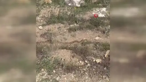 Hayvanlarını otlatırken fark etti, o anları kaydetti