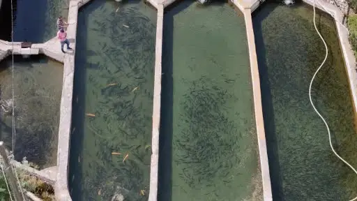 Denize kıyısı olmayan Sivas’ta üretilen balıklar dünyaya pazarlanıyor