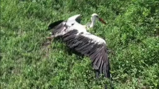 Yonca tarlasında yaralı leylek bulundu