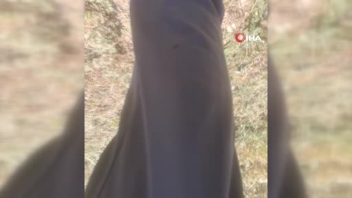 "Keneler, köpekler gibi koku alıp üzerimize geliyor" dedi, o anları kayıt altına aldı