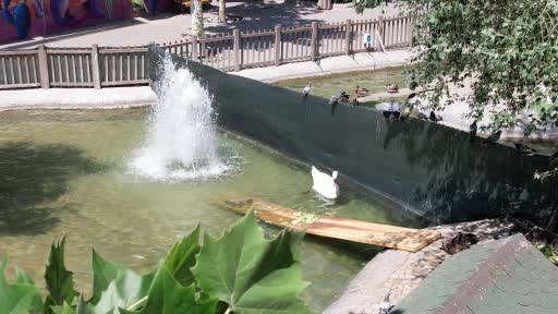 Kuğulu Park’ta 15 yıl sonra bir ilk: Beyaz kuğu yumurtadan çıktı