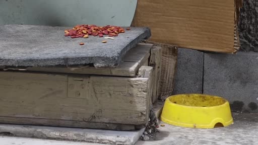 Mamaya alıştırılan kediler tembelleşti, şehirlerdeki fare ve yılan sayısı arttı