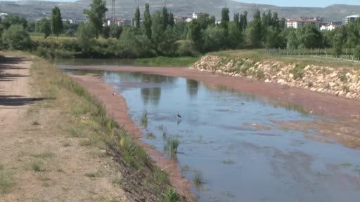 Nadir görülen Kara leylek, Türkiye’nin en uzun nehrinde görüntülendi