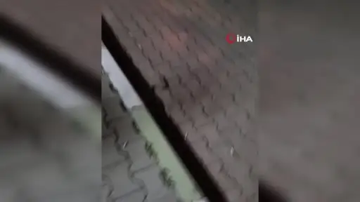 Çevresindekilerin şaşkın bakışları arasında korkusuzca 1 buçuk metrelik yılanı yakaladı