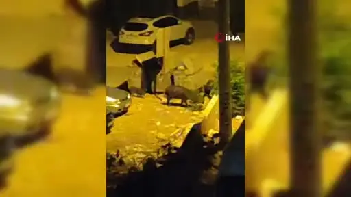 Ankara’da domuzlar şehir merkezine indi