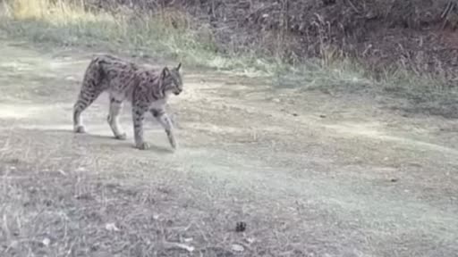 "Ormanın hayaleti" vaşak doğal ortamında kamerada